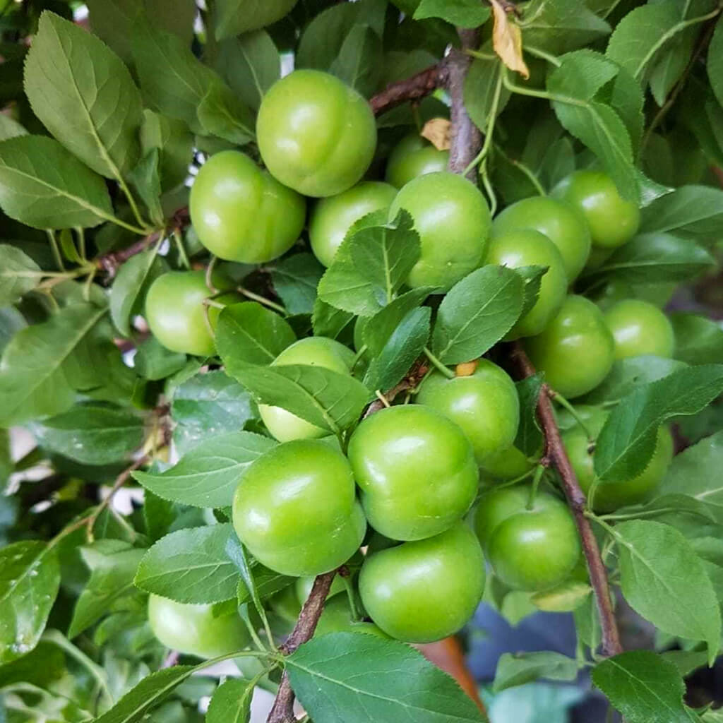 Taze Toplanmış Turfanda Can Erik -5 Adet