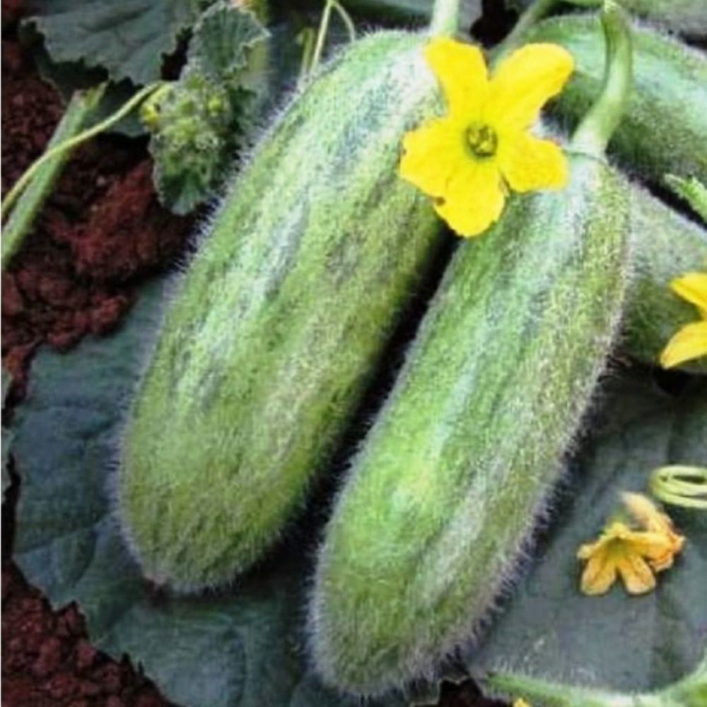 Geleneksel Tohumlar Ata Tohumu Turşuluk Sofralık Karadibek Acur Tohumu (20 tohum)