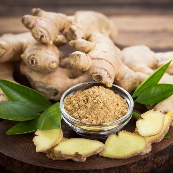 Zencefil (Zingiber officinale) Fidanı
