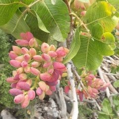 Tüplü Antep Fıstığı Fidanı (1 Dişi+1 Erkek)