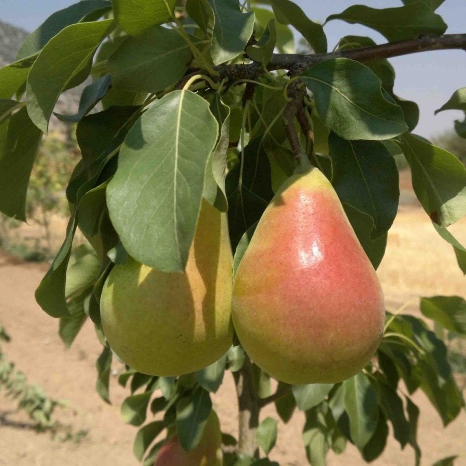 Tüplü Bol Verimli Etruşka Armut Fidanı