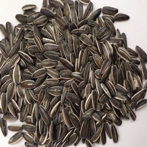 Doğal Siyah Çerezlik Çitlemelik Ayçiçeği Çekirdek Tohumu (5 KG)