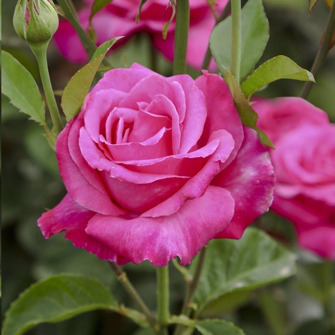 Tüplü Büyüleyici Kokulu Uludağ Esintisi Gül Fidanı