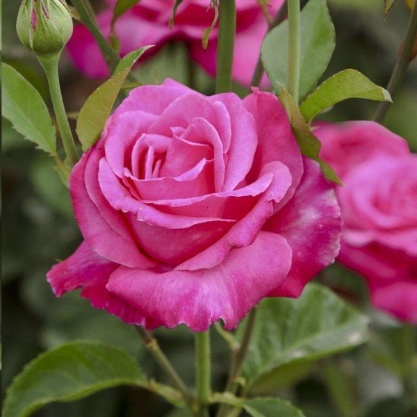 Tüplü Büyüleyici Kokulu Uludağ Esintisi Gül Fidanı