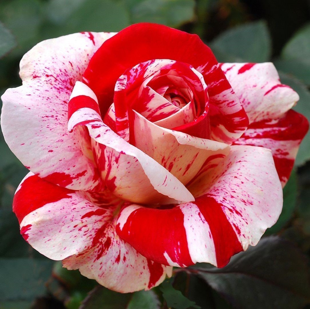 Yediveren Tüplü Sultana Kırmızı Beyaz Çift Renkli Gül Fidanı