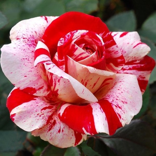 Yediveren Tüplü Sultana Kırmızı Beyaz Çift Renkli Gül Fidanı