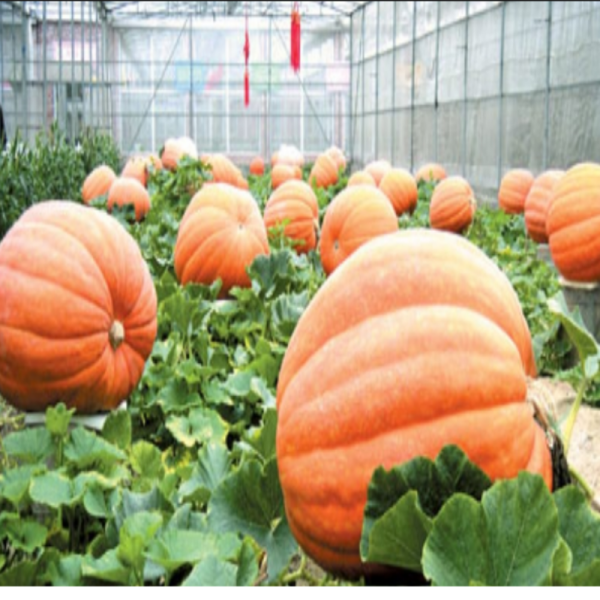 Geleneksel Tohumları Doğal Dev Big Max Balkabağı Tohumu(5 tohum