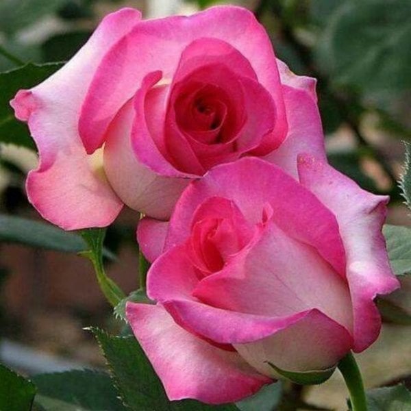 Yediveren Tüplü Mina Beyaz Nostalji Gül Fidanı