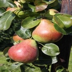 Tüplü June Gold Armut Fidanı