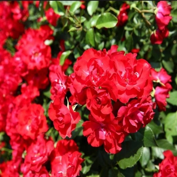 Yediveren Tüplü Çok Goncalı Kırmızı Fiona Gül Fidanı