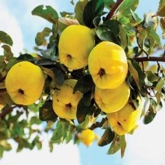 Tüplü Bol Sulu Ekmek Ayva Fidanı