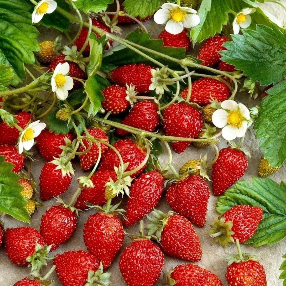 Aromalı Yabani Karadeniz Dağ Çileği Fidesi (5 Adet)