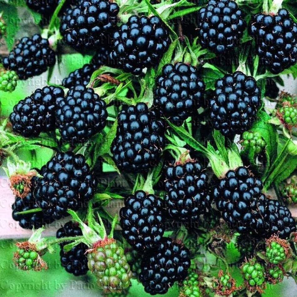 Tüplü Hızlı Gelişen Brazos Böğürtlen Fidanı