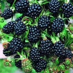 Tüplü Hızlı Gelişen Brazos Böğürtlen Fidanı