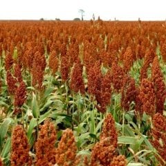 Sorgum Sudan Otu Tohumu-1 Kg