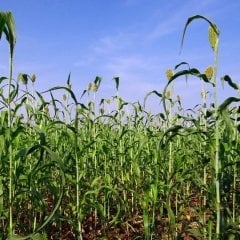 Sorgum Sudan Otu Tohumu-1 Kg