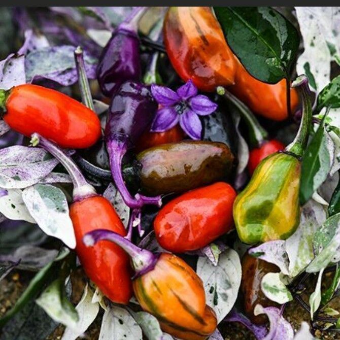 Ata Tohumları Geleneksel Jigsaw Acı Biber Tohumu (15 adet)