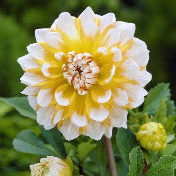 Sarı Beyaz Dahlia Seattle Yıldız Çiçeği Yumrusu (1 adet)