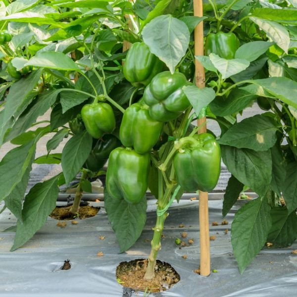 Geleneksel Yeşil Kaliforniya Tatlı Dolmalık Biber Tohumu  (70 adet)