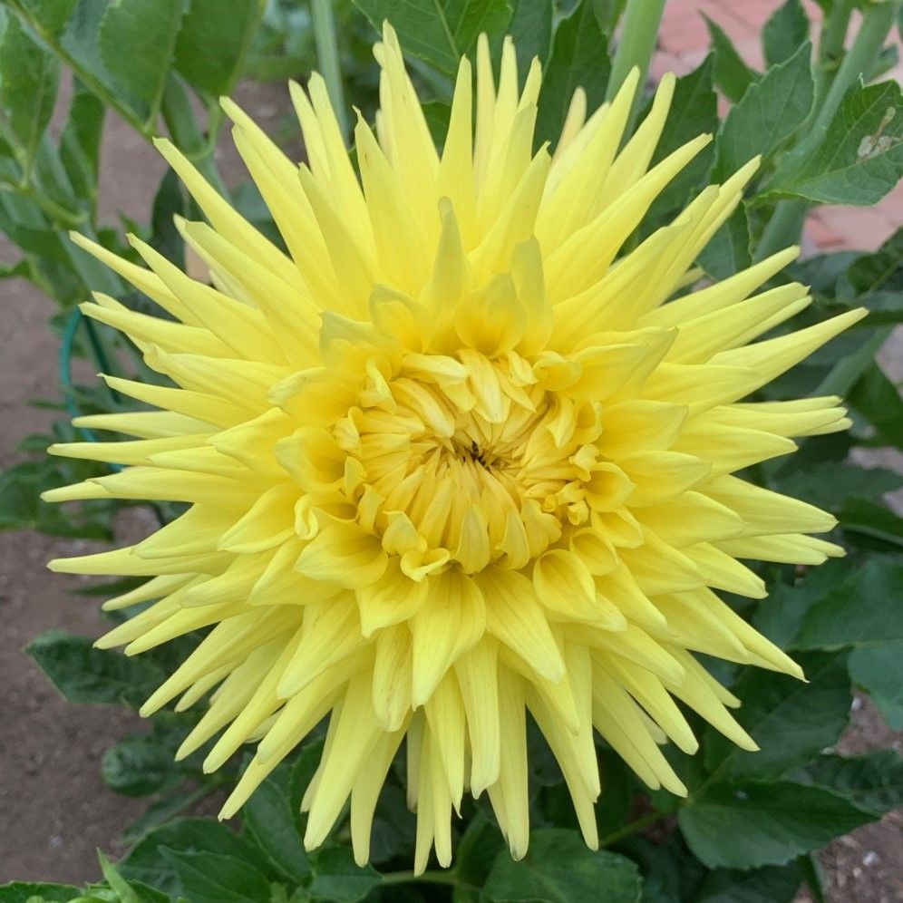 Sarı Dahlia Trooper Dan Yıldız Çiçeği Yumrusu (1 adet)