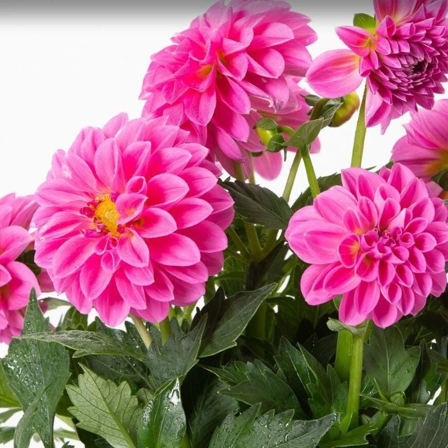 Katmerli İri Katmerli Çiçekli Power Rose Yıldız Dahlia Çiçeği Fidesi (2 Adet)