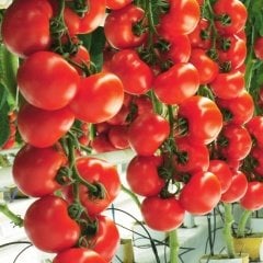 Erkenci Verimli Alsancak Domates Fidesi-5 Adet