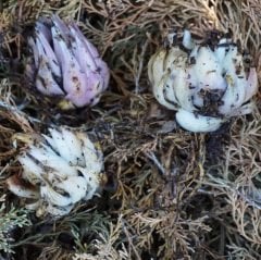Kokulu Kırmızı Blushing Joy Lilium Zambak Soğanı (1 adet)