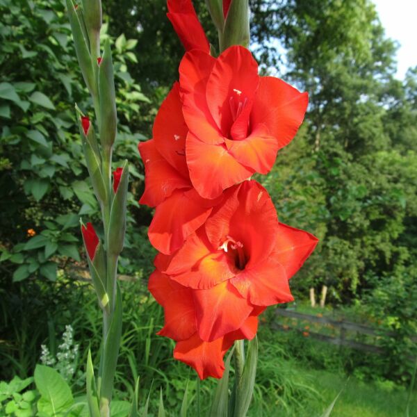 Red Mascagni Gladiolus Glayör Çiçeği Soğanı (4 adet)