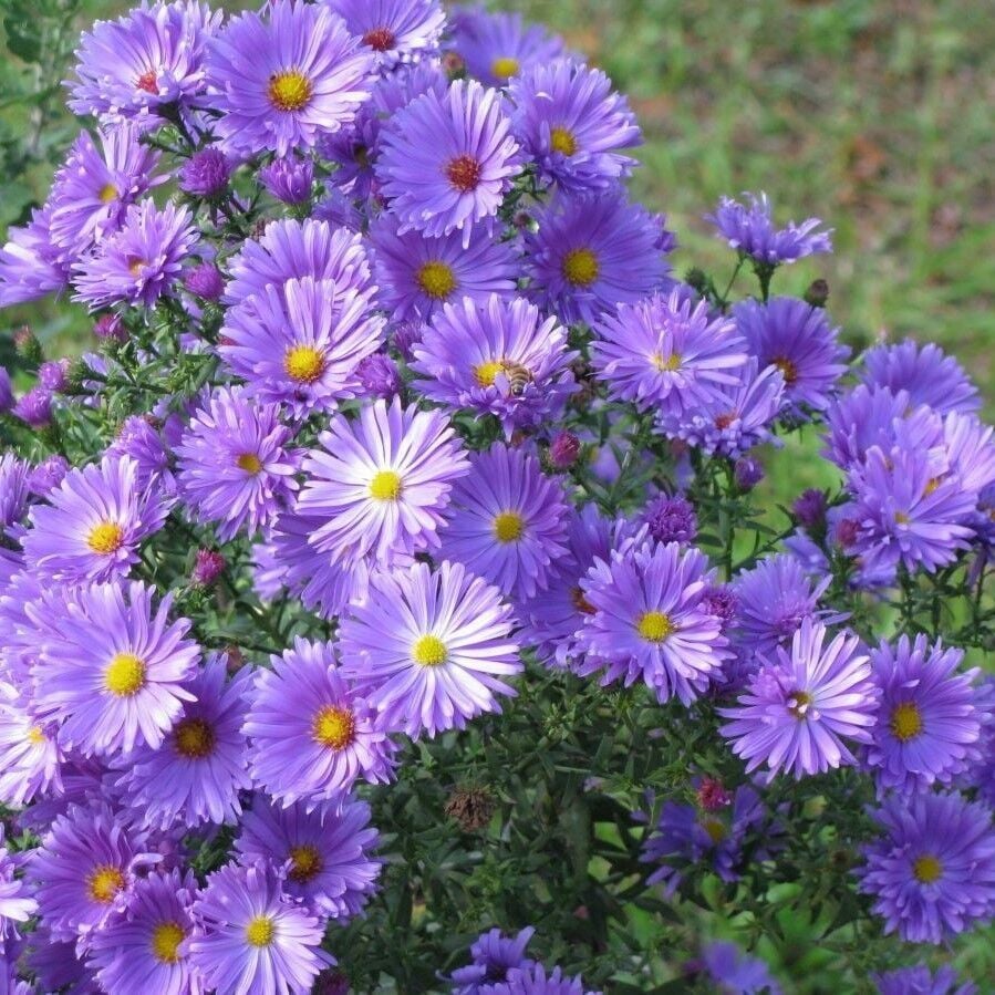 Novi Belgii Sarah Ballar Aster Çiçeği Soğanı (1 adet )