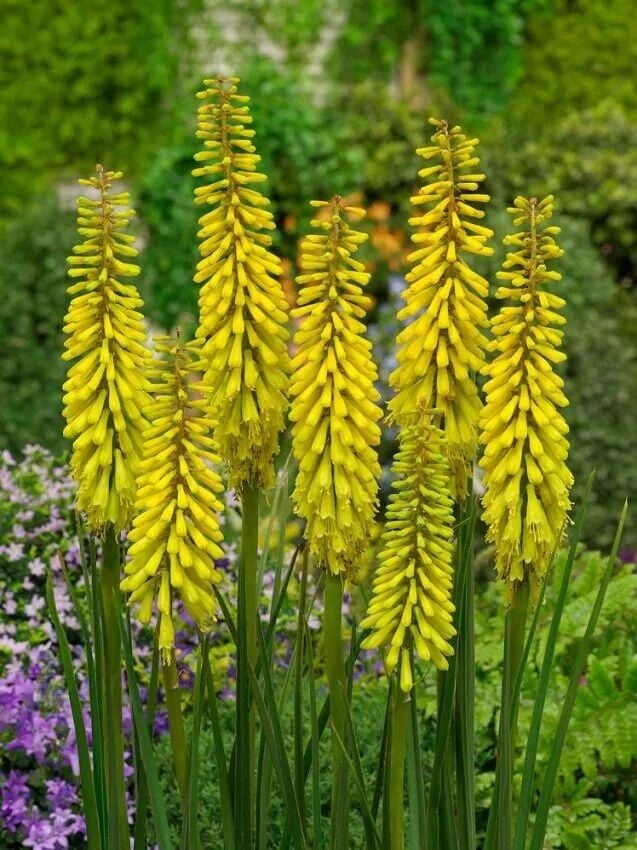 Soğuklara Dayanıklı Kniphofia Sunningdale Yellow Fener Meşale Çiçeği Zambağı Soğanı (1 adet)