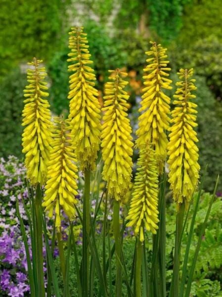 Soğuklara Dayanıklı Kniphofia Sunningdale Yellow Fener Meşale Çiçeği Zambağı Soğanı (1 adet)
