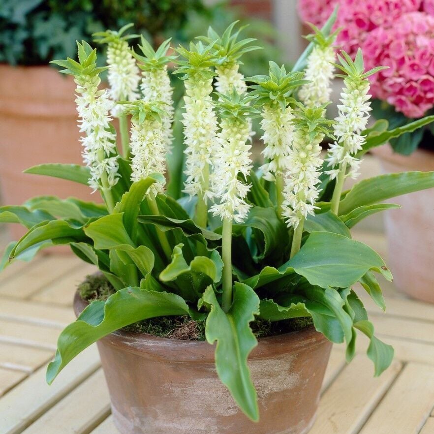 Soğuklara Dayanıklı Eucomis Autumnalis White Ananas Çiçeği Zambağı Soğanı (1 adet)