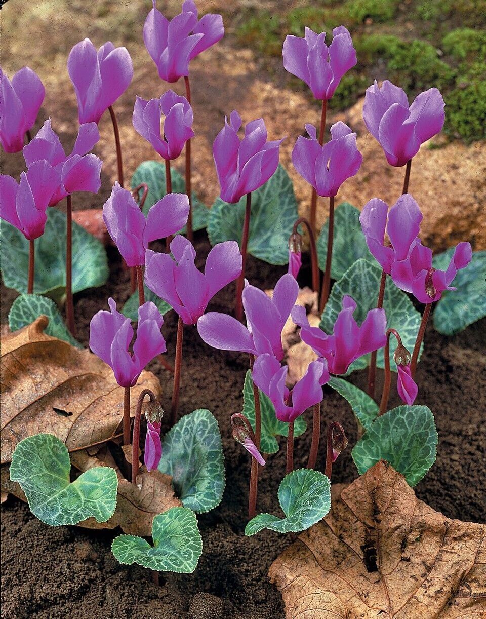 Dağ Sıklameni Cilicum Cyclamen Soğuklara ve Kuraklığa Dayanıklı Sıklamen Çiçeği Soğanı (1 adet)