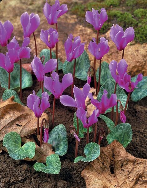 Dağ Sıklameni Cilicum Cyclamen Soğuklara ve Kuraklığa Dayanıklı Sıklamen Çiçeği Soğanı (1 adet)
