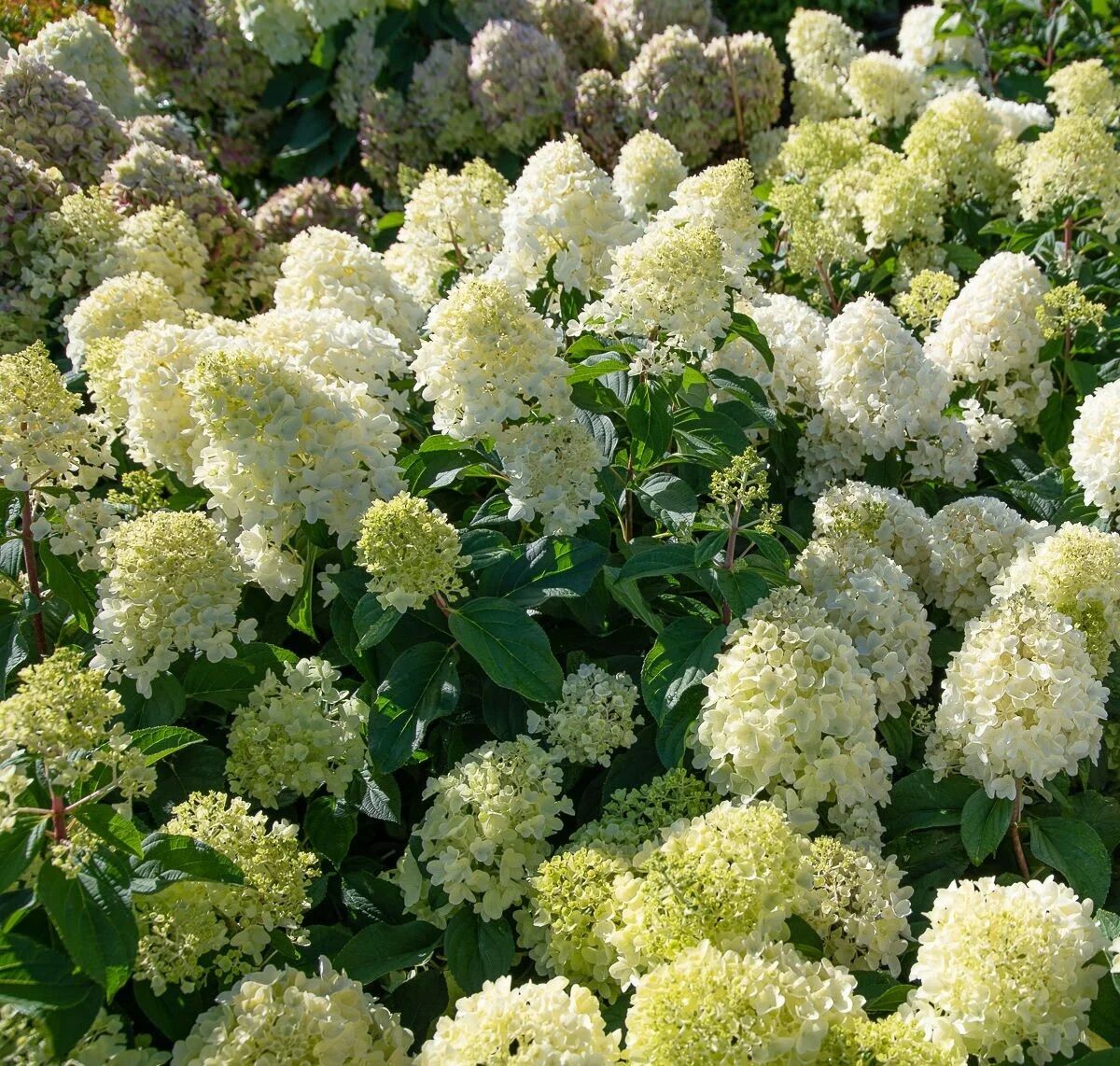 Beyaz Soğuklara Dayanıklı Hydrangea Anomala Silver Dollar Sarmaşık Ortanca Fidanı
