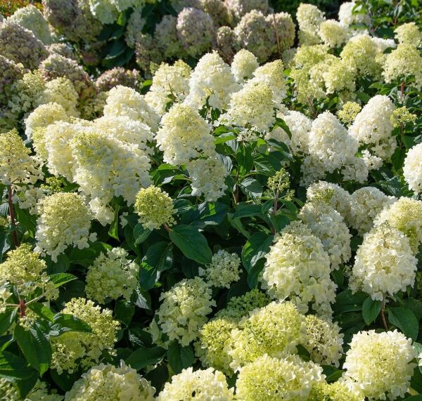 Beyaz Soğuklara Dayanıklı Hydrangea Anomala Silver Dollar Sarmaşık Ortanca Fidanı