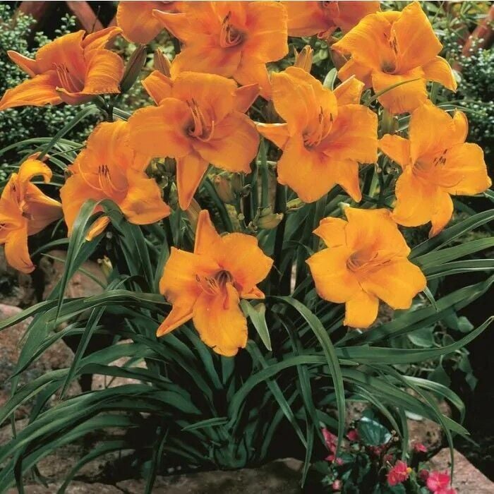 Soğuklara Dayanıklı Chicago Sunrise Hemerocallis Gün Güzeli Çiçeği Soğanı (1 adet)