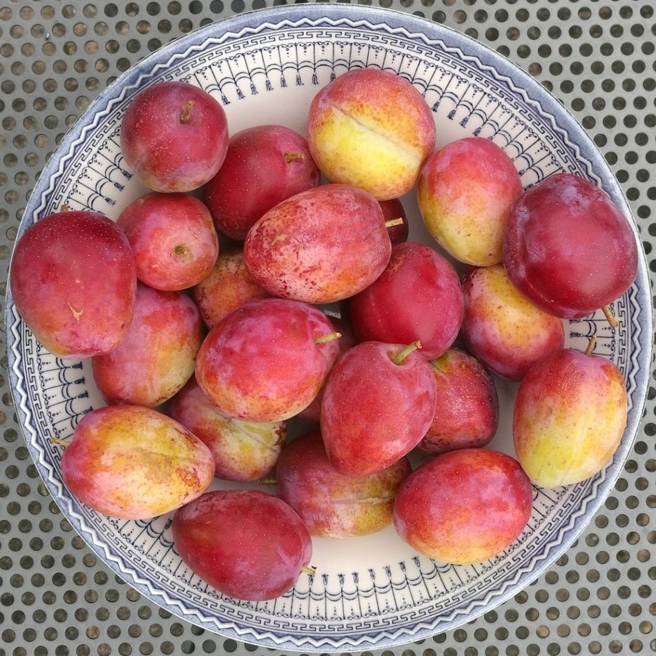 Tüplü Pembe Laetitia Erik Fidanı