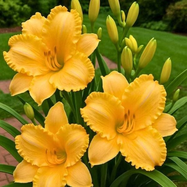 Soğuklara Dayanıklı Aten Hemerocallis Gün Güzeli Çiçeği Soğanı (1 adet)