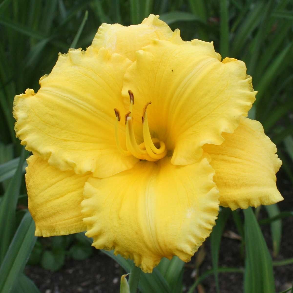 Soğuklara Dayanıklı Atlanta Elegant Hemerocallis Gün Güzeli Çiçeği Soğanı (1 adet)