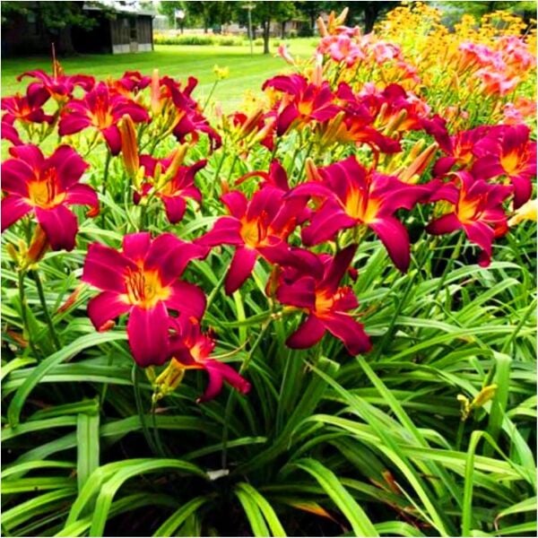 Soğuklara ve Kuralığa Dayanıklı Crown Fire Hemerocallis Gün Güzeli Çiçeği Soğanı (1 adet)