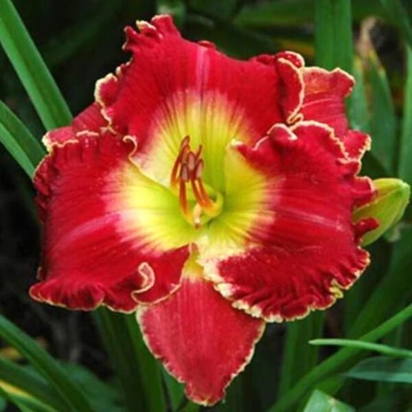 Soğuklara ve Kuralığa Dayanıklı Crown Fire Hemerocallis Gün Güzeli Çiçeği Soğanı (1 adet)