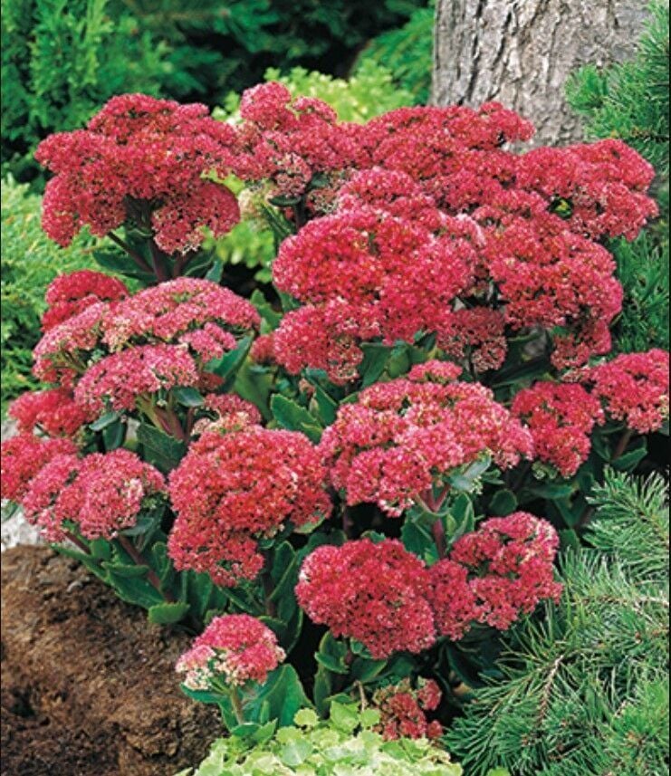 Kuraklığa ve Soğuğa Dayanıklı Yayılıcı Sedum Munstead Dark Red Taş Çiçeği Soğanı (1 ADET)