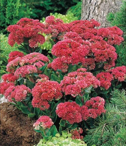 Kuraklığa ve Soğuğa Dayanıklı Yayılıcı Sedum Munstead Dark Red Taş Çiçeği Soğanı (1 ADET)