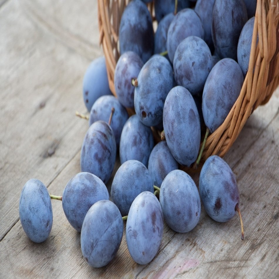 Tüplü Black Mürdüm Erik Fidanı