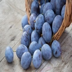 Tüplü Black Mürdüm Erik Fidanı