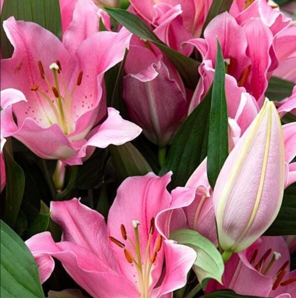 Nadir İri Çiçekli Praiano Pembe Çiçekli Çiçekli Kokulu Lilium Zambak Soğanı (1 adet )