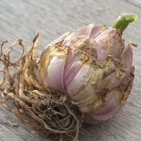 Nadir İri Çiçekli Praiano Pembe Çiçekli Çiçekli Kokulu Lilium Zambak Soğanı (1 adet )