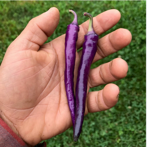 Long Hot Mor İnce Acı Biber Tohumu (15 adet)