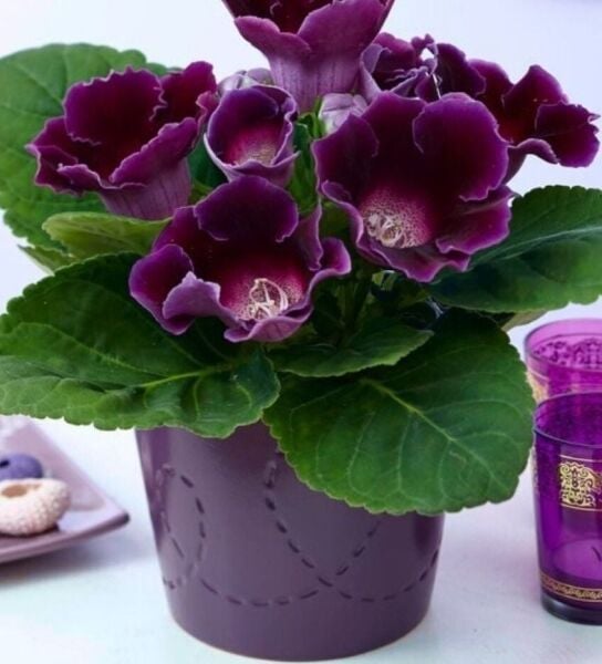 Hollywood Gloxinia  Gloksinya Bardak Menekşesi Çiçeği Soğanı (1 adet )